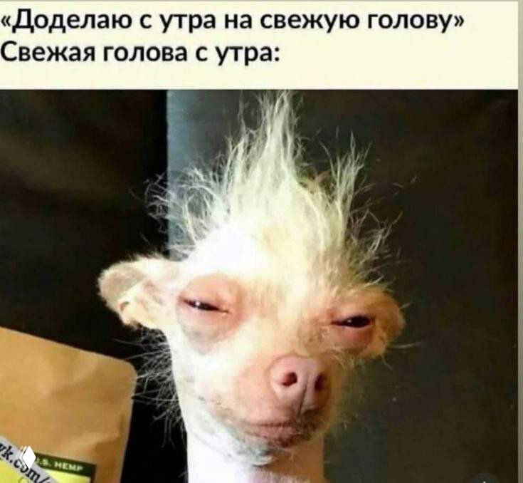 Мем с забавным животным и подписью про «свежую голову с утра» — комичная картинка про усталость и оттягивание дел, актуальная для карьерной ленты.