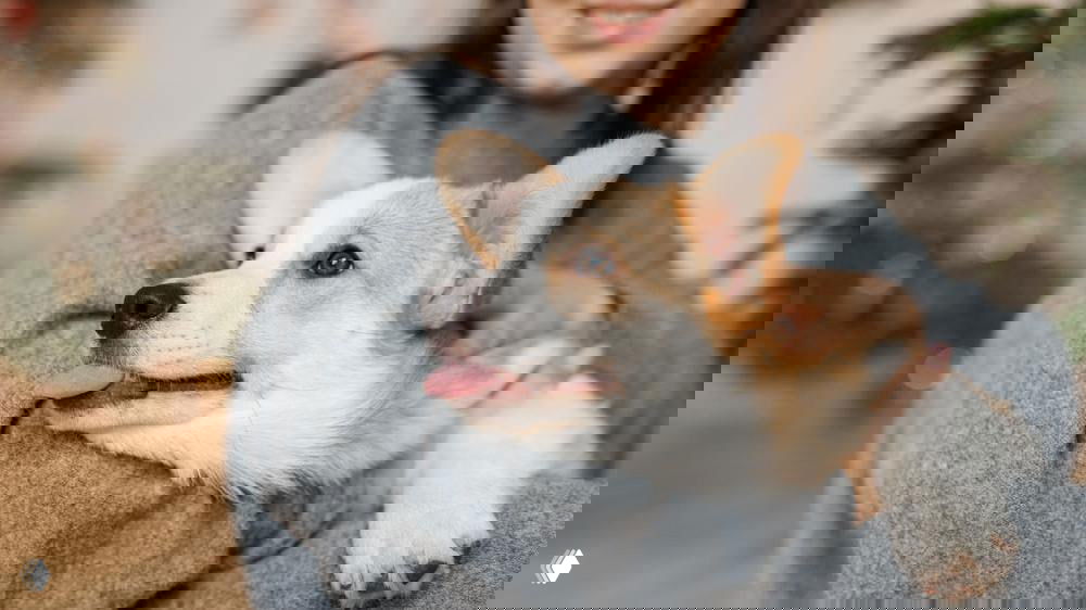 «Мой питомец — мой ребёнок»: стоит ли считать уход родительством