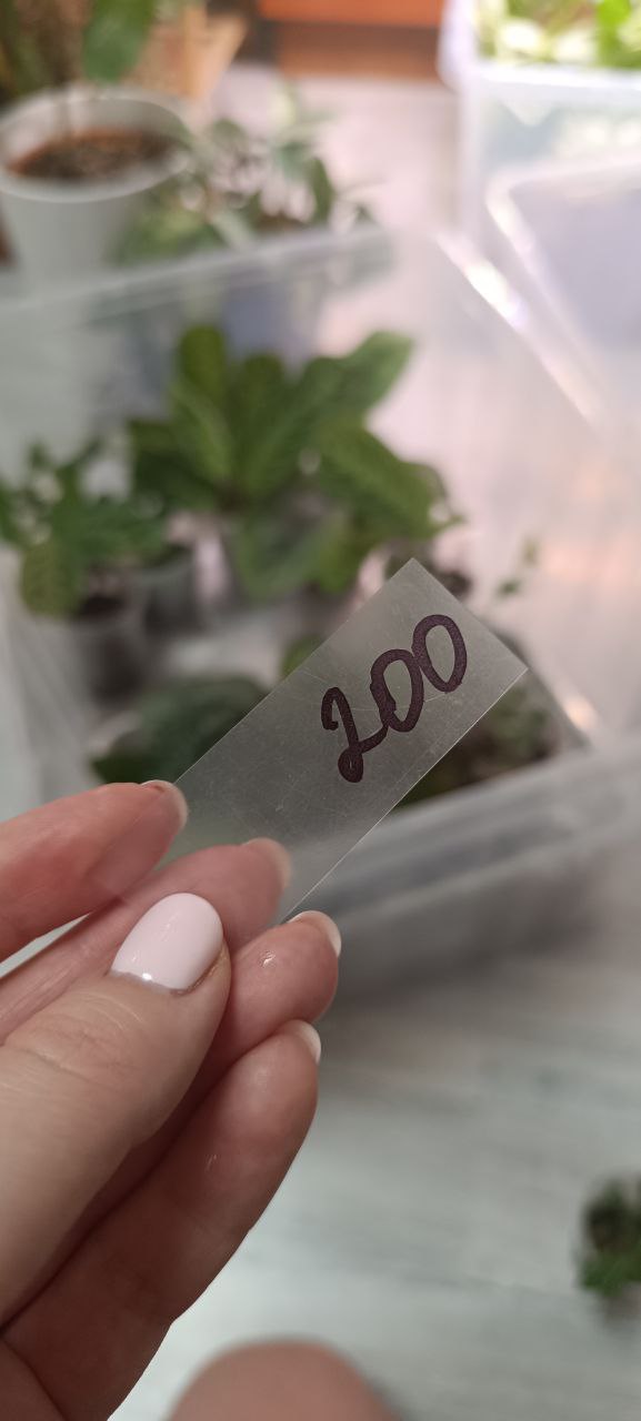Близкий план прозрачной жёсткой полоски из пластика с надписью «200», пальцы с пастельным маникюром на фоне размытых растений и пластиковых контейнеров.