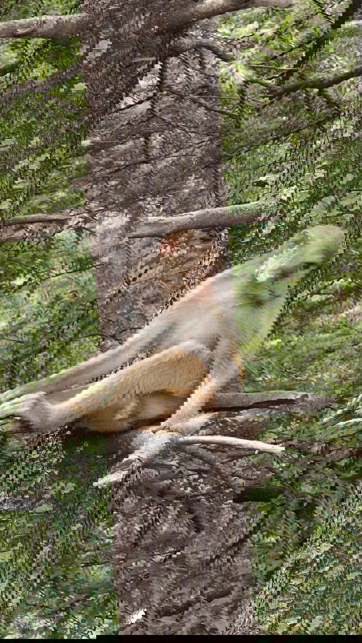 Обезьяна сидит на ветке дерева в лесной зоне поблизости — дикая природа Гималаев и местная фауна, спокойная сцена в зелени.