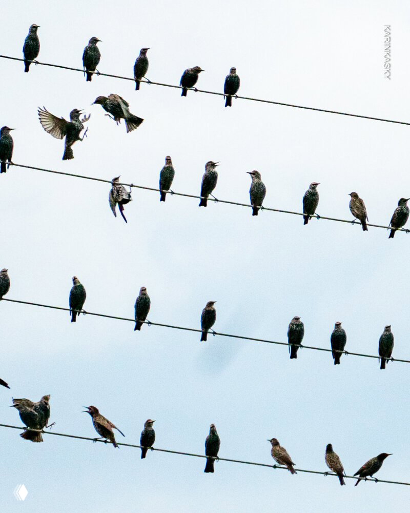 Ряд птиц, сидящих на электрических проводах; часть птиц взлетает, контраст тёмных силуэтов на светлом небе.