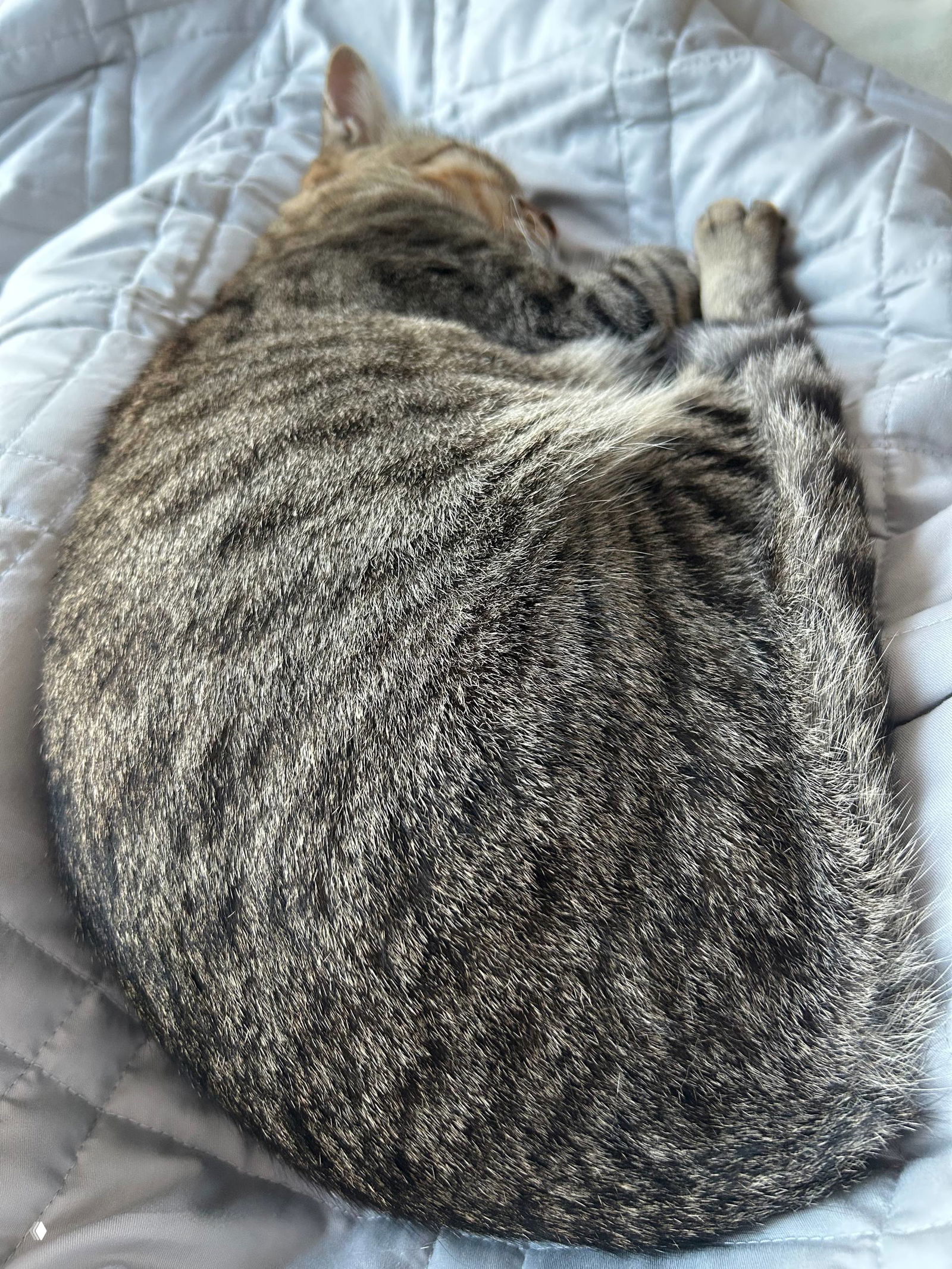 Интервью с зоопсихологом о поведении кошек