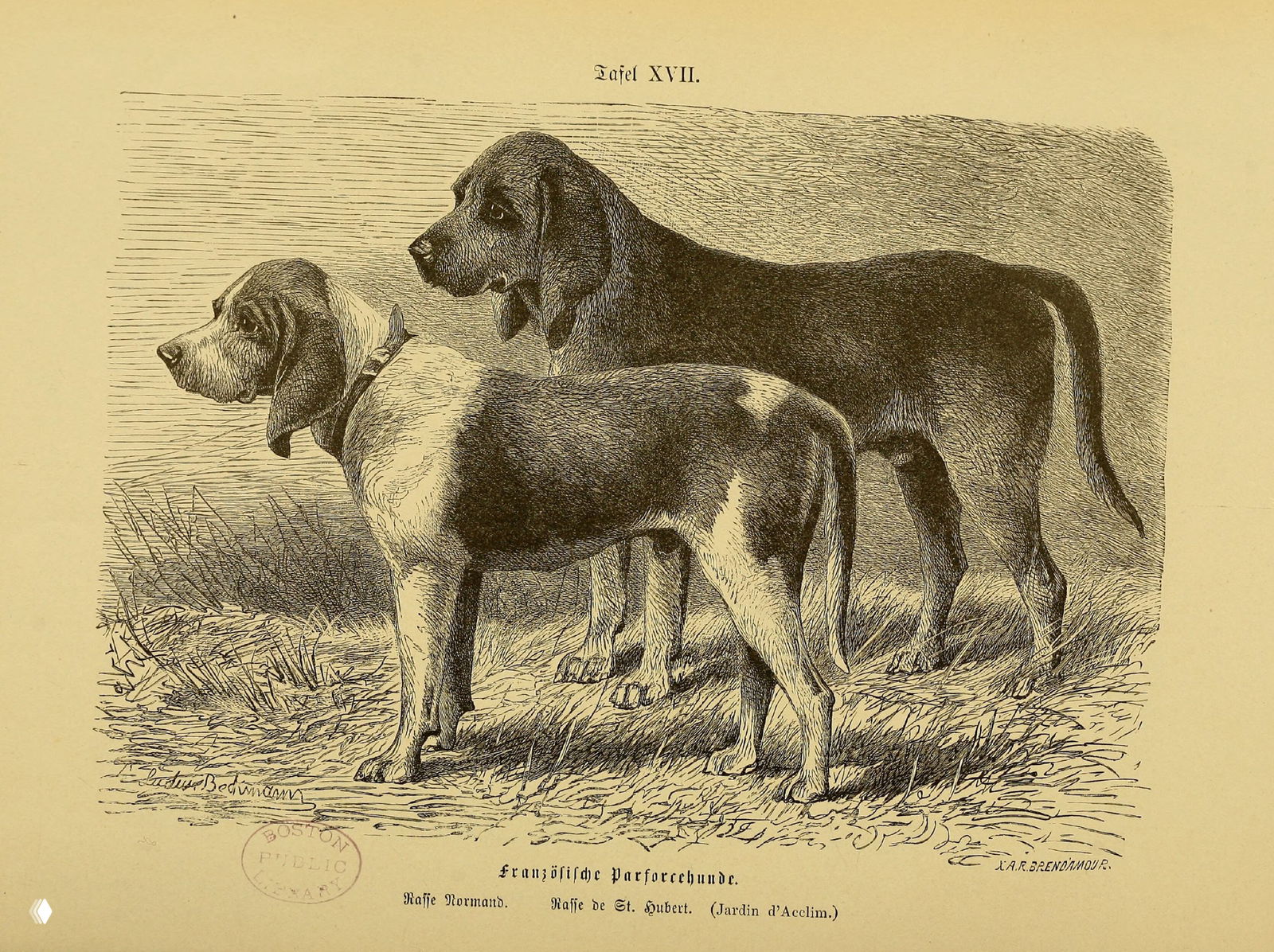 Французские собаки для парфорсной охоты (иллюстрация 1894)