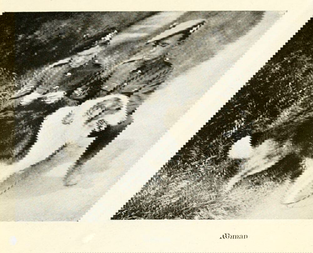 Колли Roman — фронтовый пес во Франции