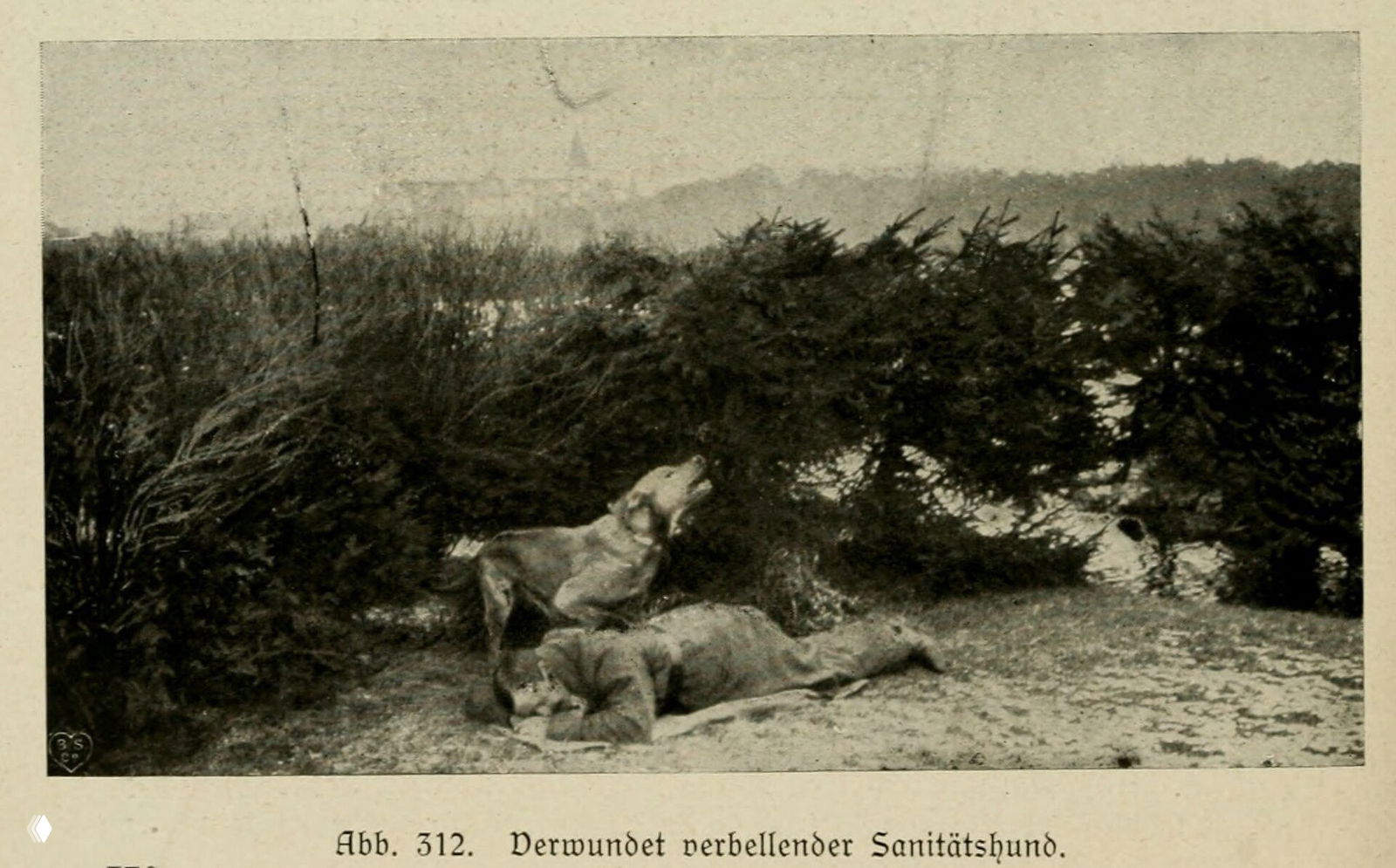 Санитарная собака — иллюстрация из 1921 года