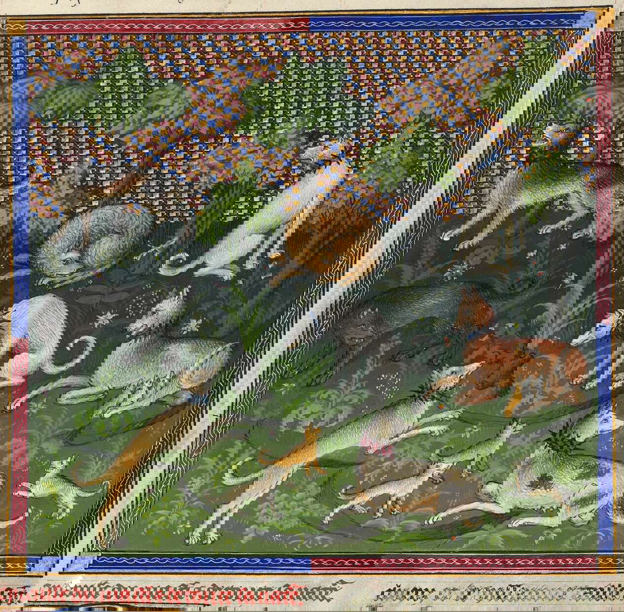 Мальтийские собаки (овчарки) всех видов