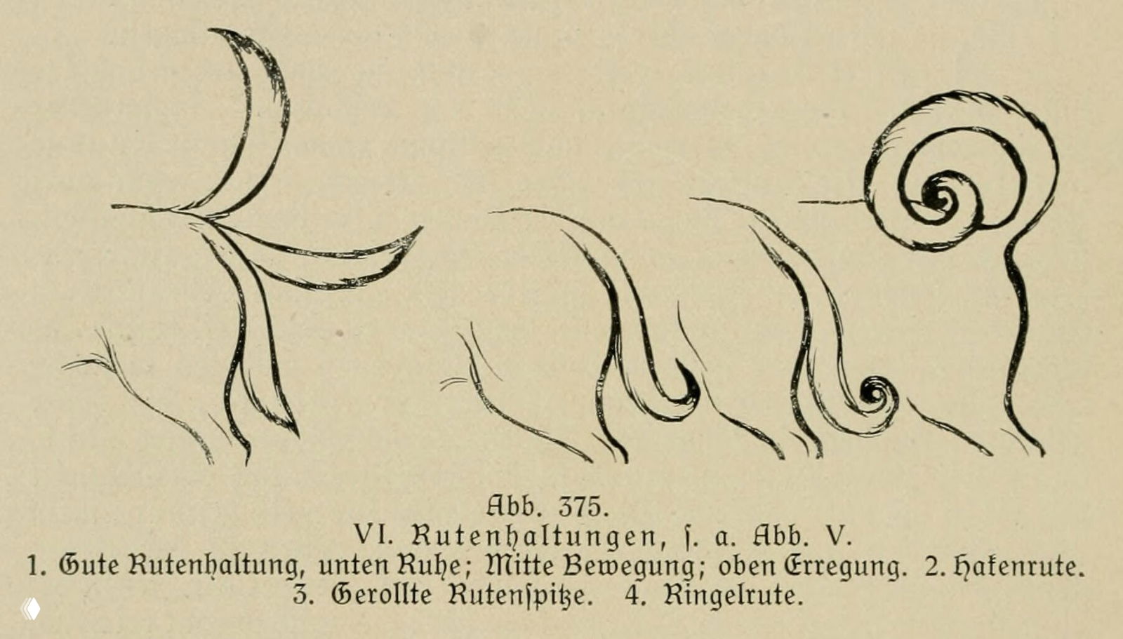 Формы хвоста