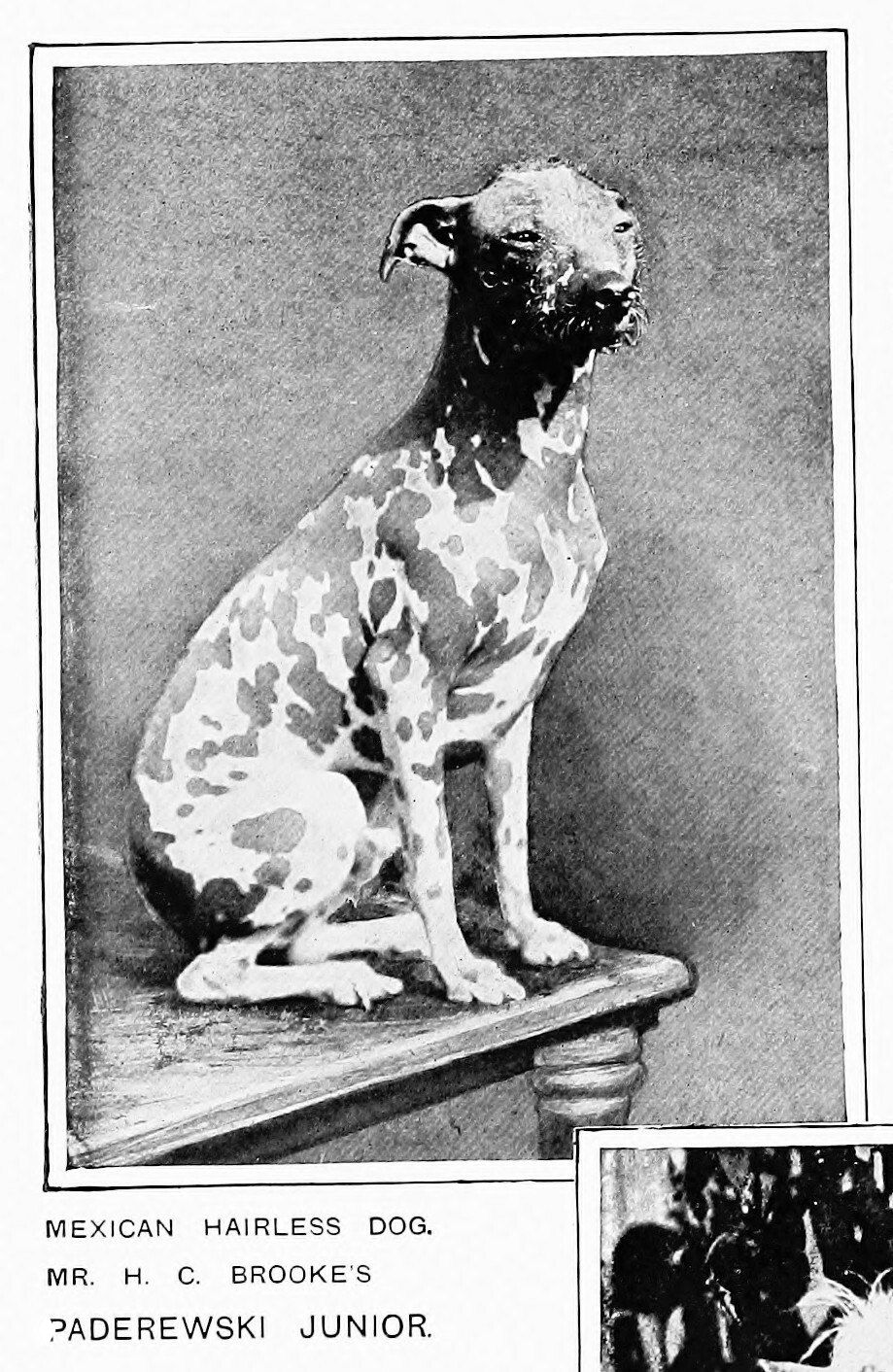 Paderewski Junior — голая мексиканская собака (1911)
