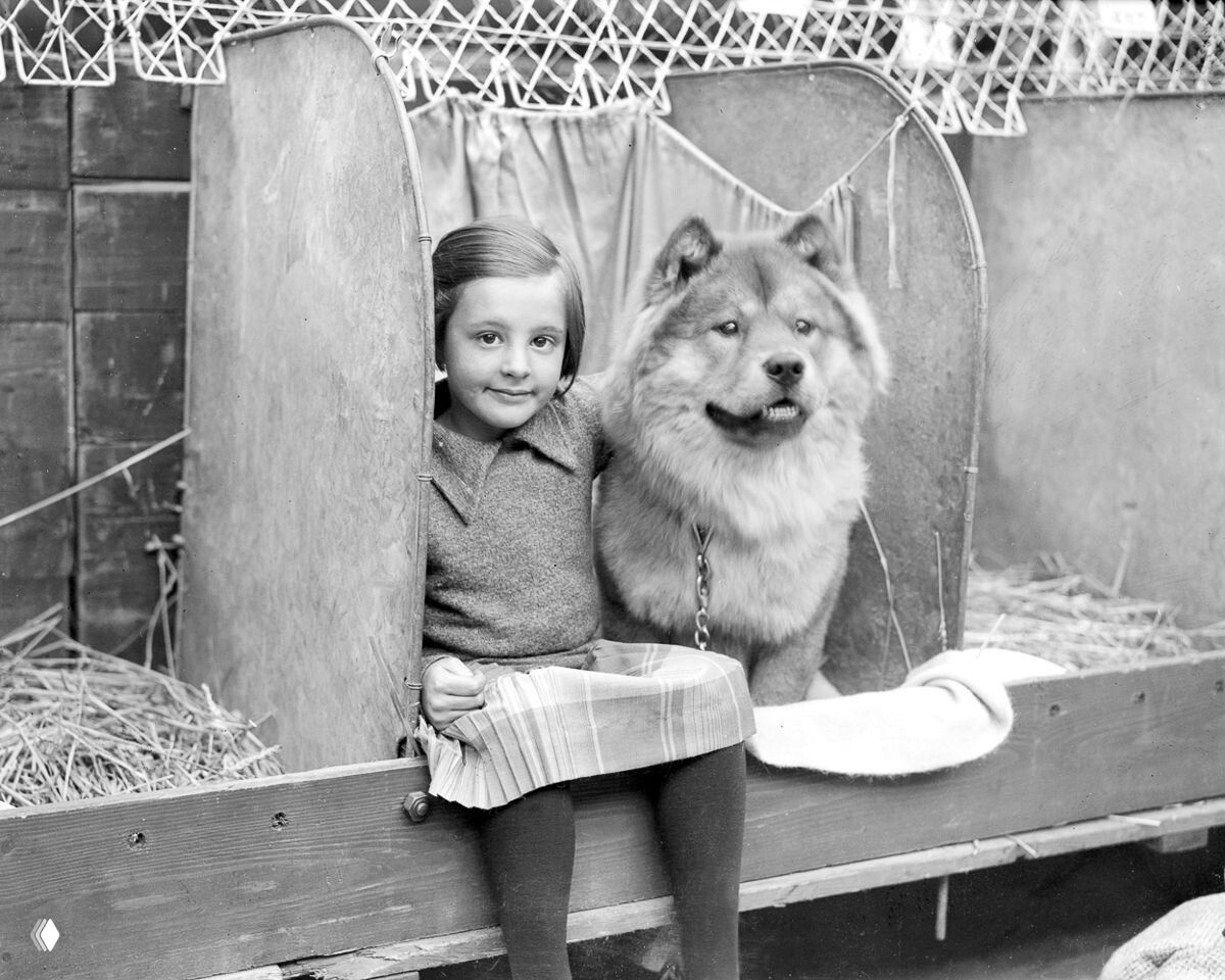 Девочка с чау-чау на Ladies Kennel Club, Лондон, 1928