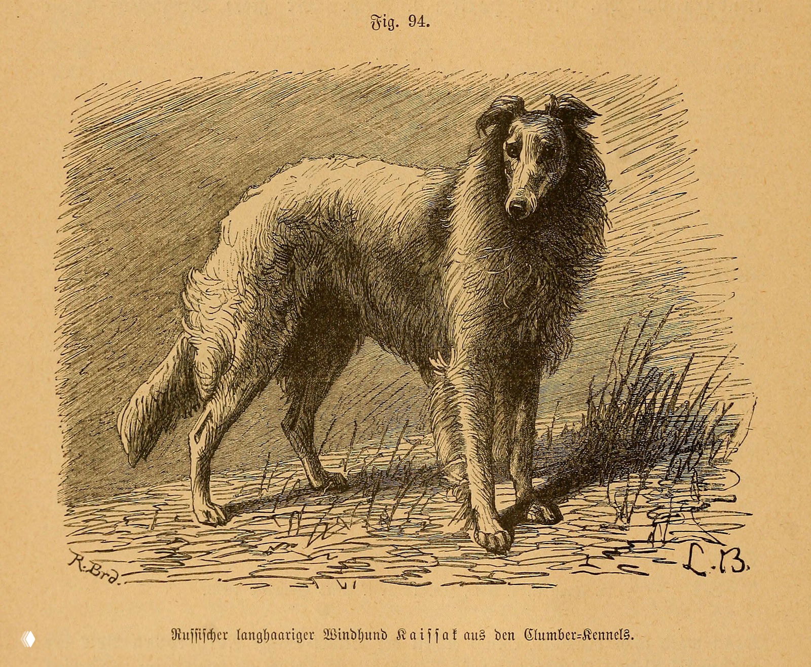 Русская псовая борзая Кайсак — иллюстрация 1894