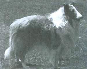 Ch El Ttoubador Of Arken — род. 1930