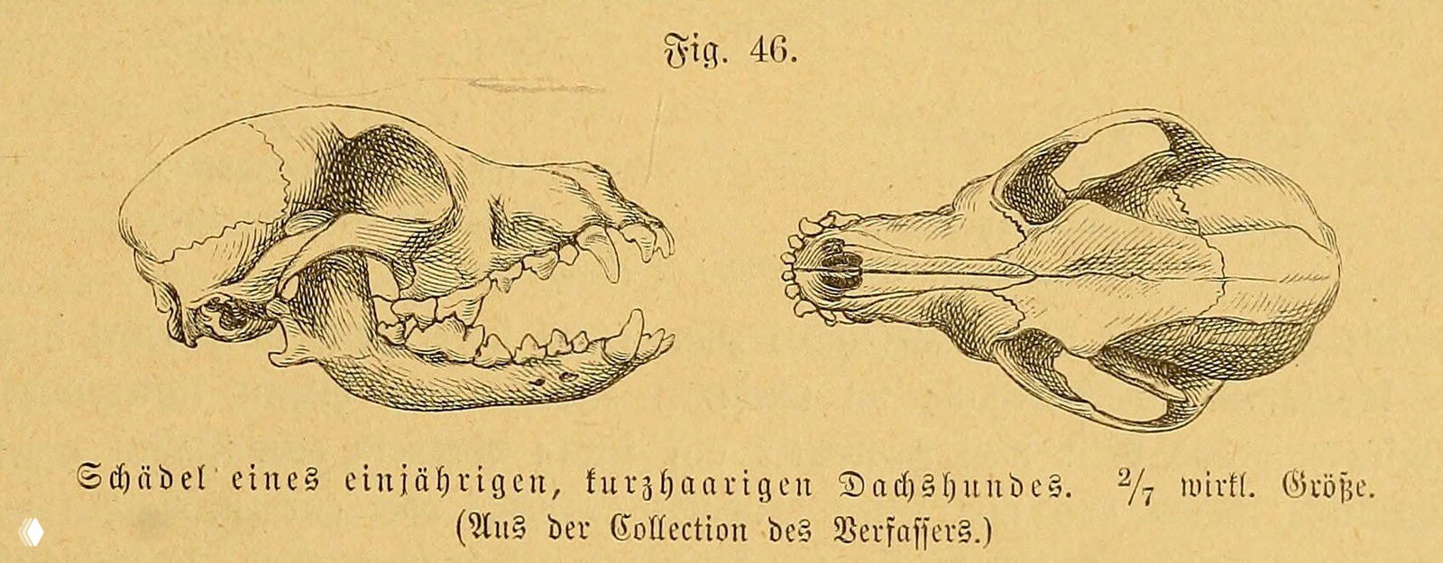 Череп годовалой короткошерстной таксы (иллюстрация, 1894)