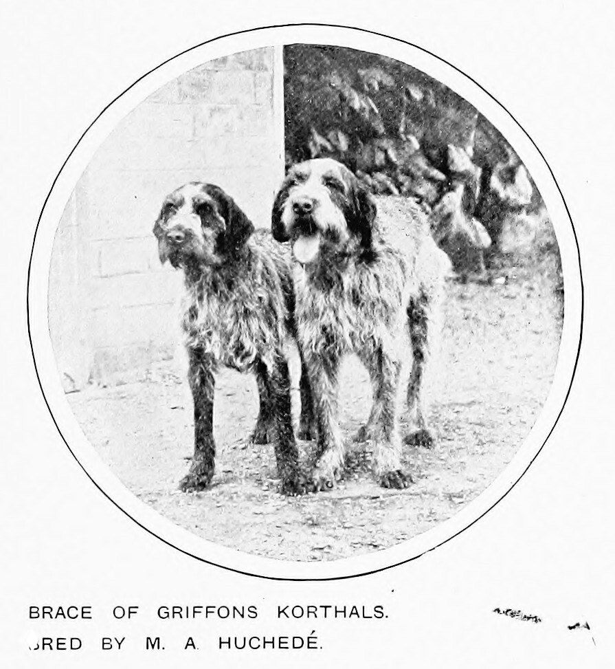 Пара гриффонов Кортальса — иллюстрация 1911