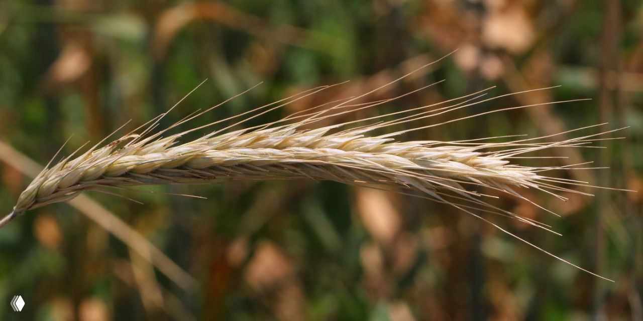 Ржаной хлеб продолжает дорожать на фоне снижения урожая