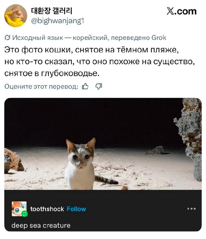 Широкая фотография кота на тёмном песчаном фоне: скриншот твита с переводом с корейского, создаёт эффект «глубоководного существа».