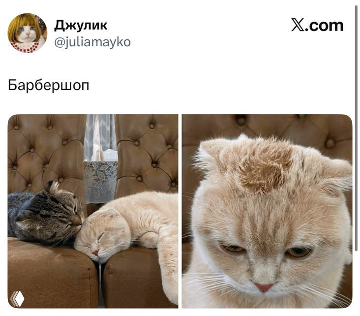 Скриншот твита с изображениями двух спящих кошек и макро-кадром морды кота; автор подписал пост «Барбершоп» — контрастная шутка с фотографиями питомцев.