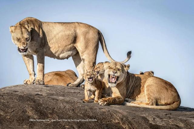 Финалистская фотография Comedy Wildlife Photo Awards 2025: львиная семейка на высокой скале, детёныши демонстрируют забавные гримасы на фоне саванны.