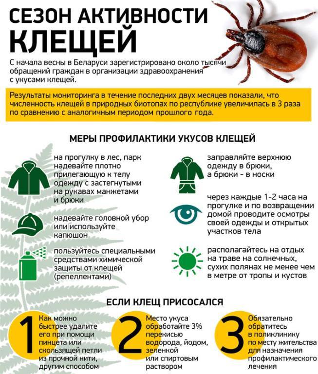 Роспотребнадзор: клещи покусали более 40 000 россиян