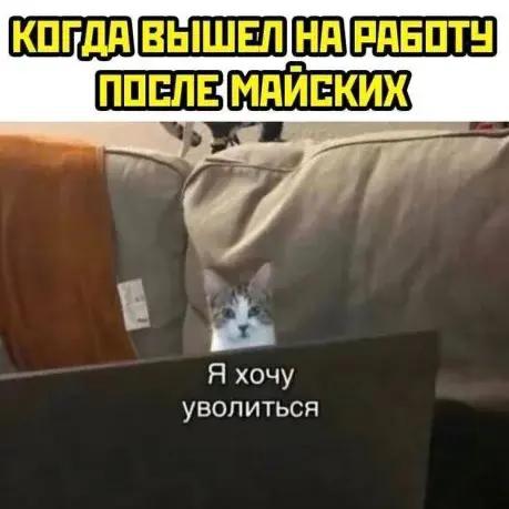 Мем с котом на диване и подписью «Я хочу уволиться»: забавная реакция на возвращение к рабочим обязанностям после выходных.