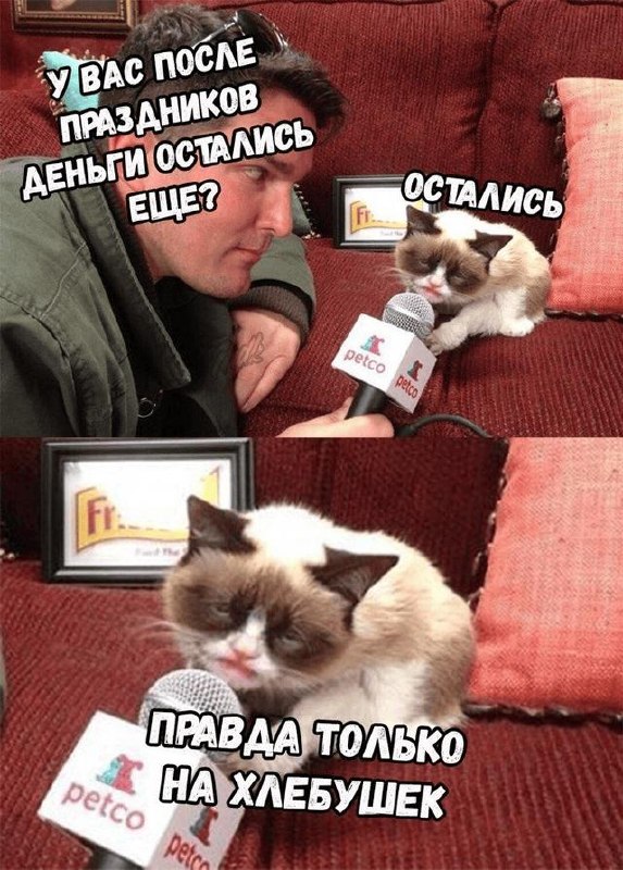 Коллаж с Grumpy Cat и вопросом о деньгах после праздников: саркастический мем про расходы и сокращённый бюджет после майских.