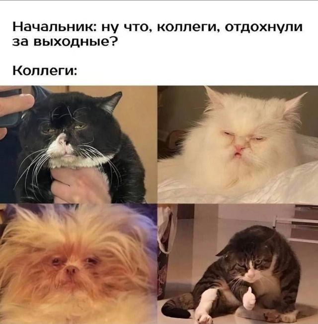 Коллаж из нескольких уставших котов в ответ на вопрос начальника «отдохнули ли?» — юмор про состояние коллег после выходных.