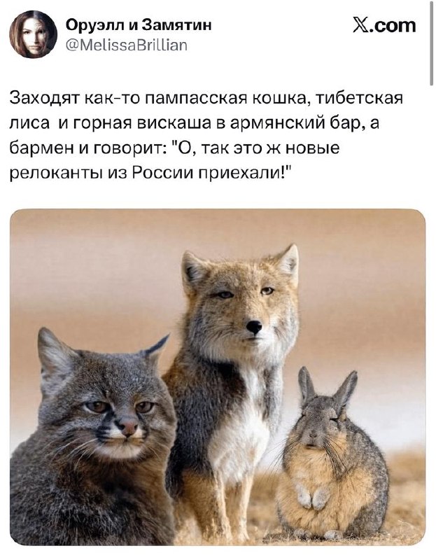 Скриншот твита с анекдотом про пampассскую кошку, тибетскую лису и вискашу; под текстом большая картинка с тремя животными на фоне.