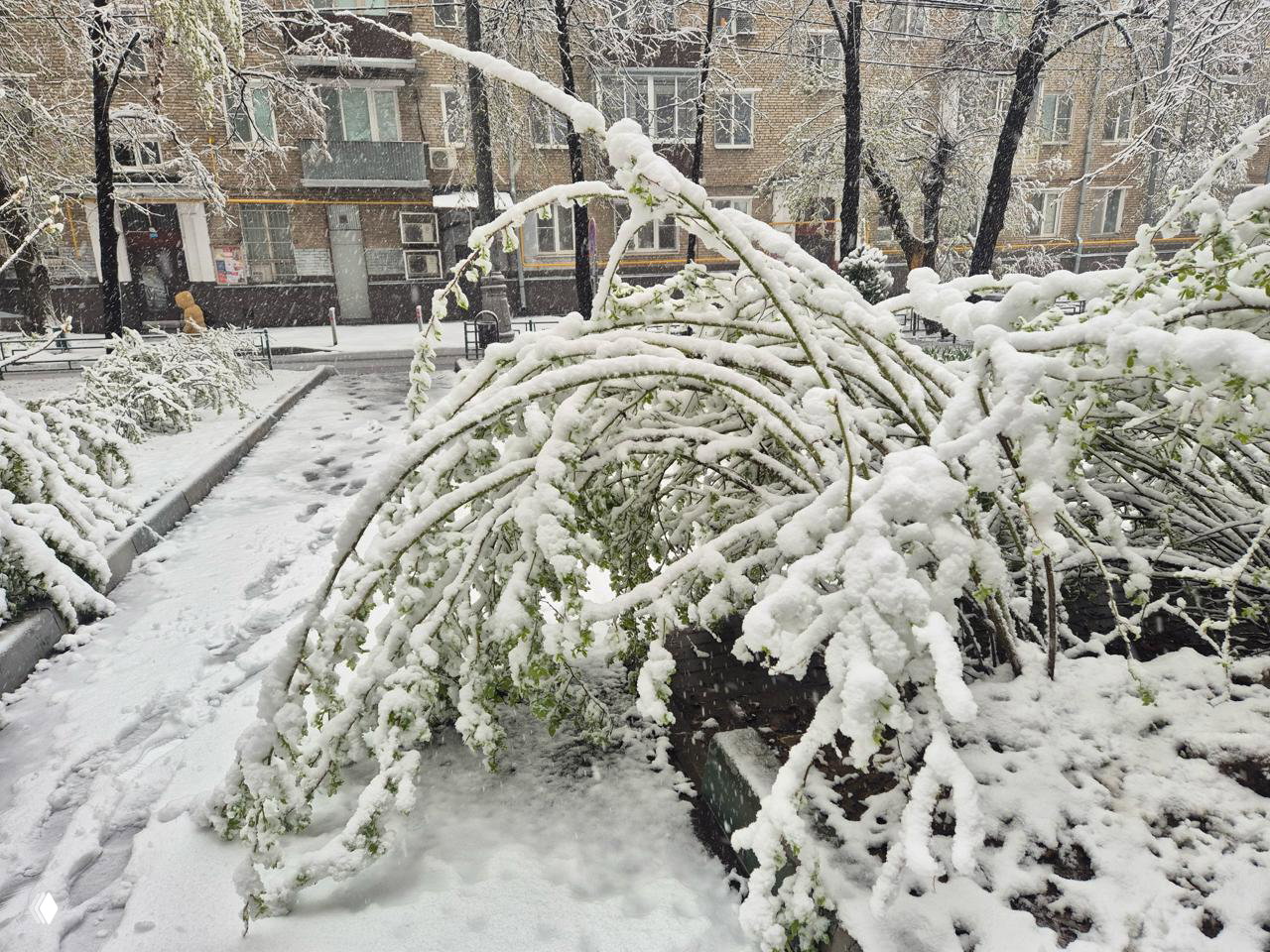 В Москве — снежный апокалипсис: поваленные деревья и машины