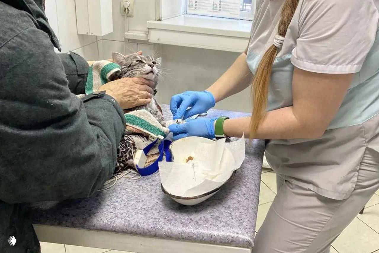 В Иркутской области кота постирали в машинке — спасли врачи