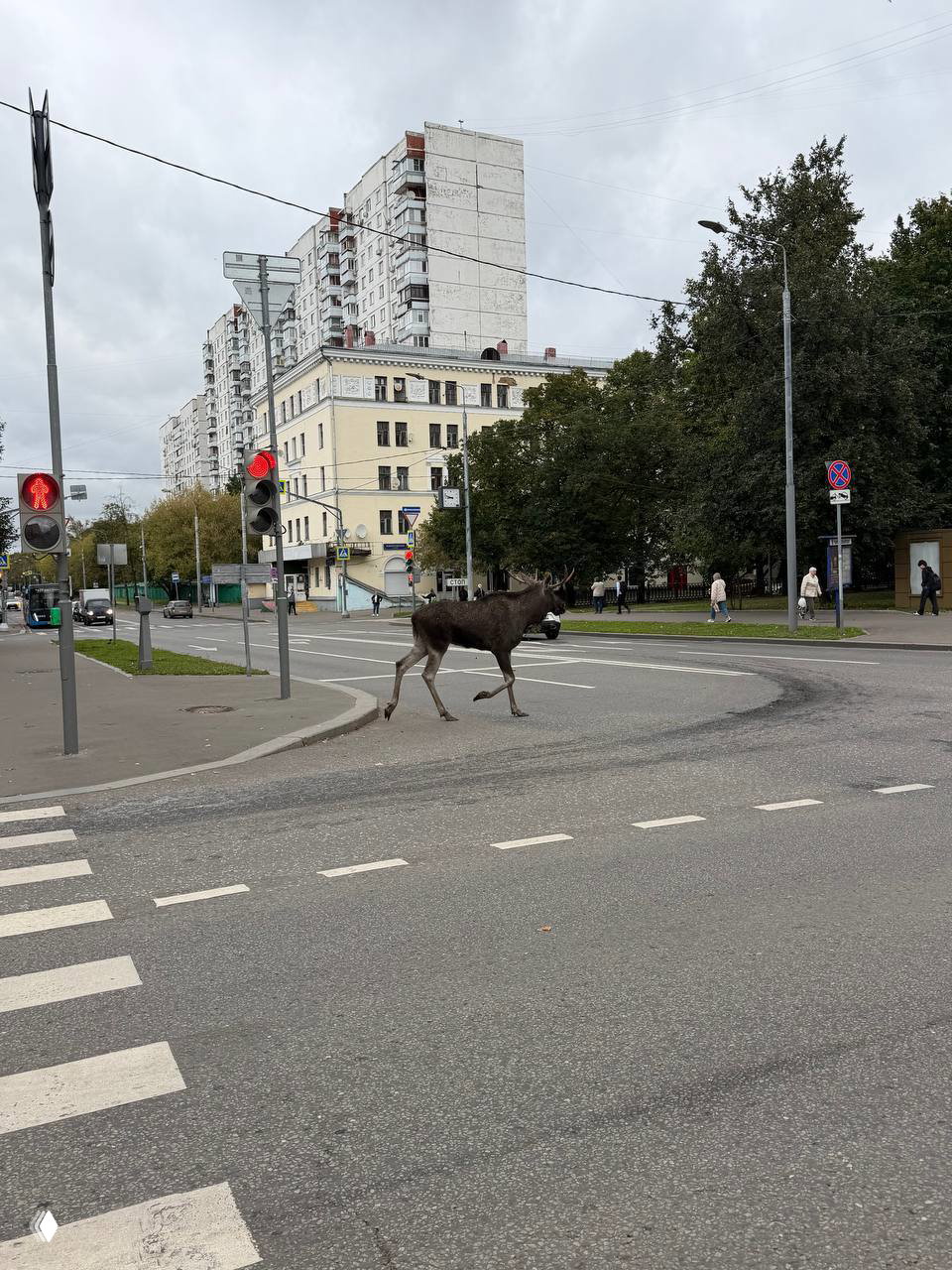 Лось прогулялся по Москве