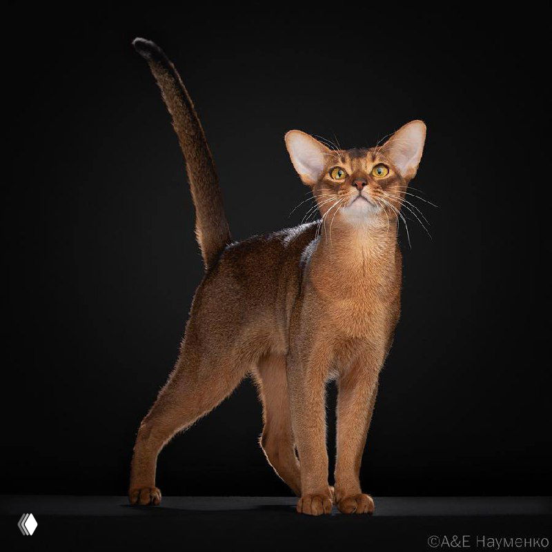 Российский кот стал самым красивым в мире