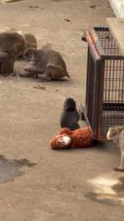 Детёныш макаки сидит рядом с большой плюшевой игрушкой-орангутаном в вольере; рядом видны другие макаки и ограждение.