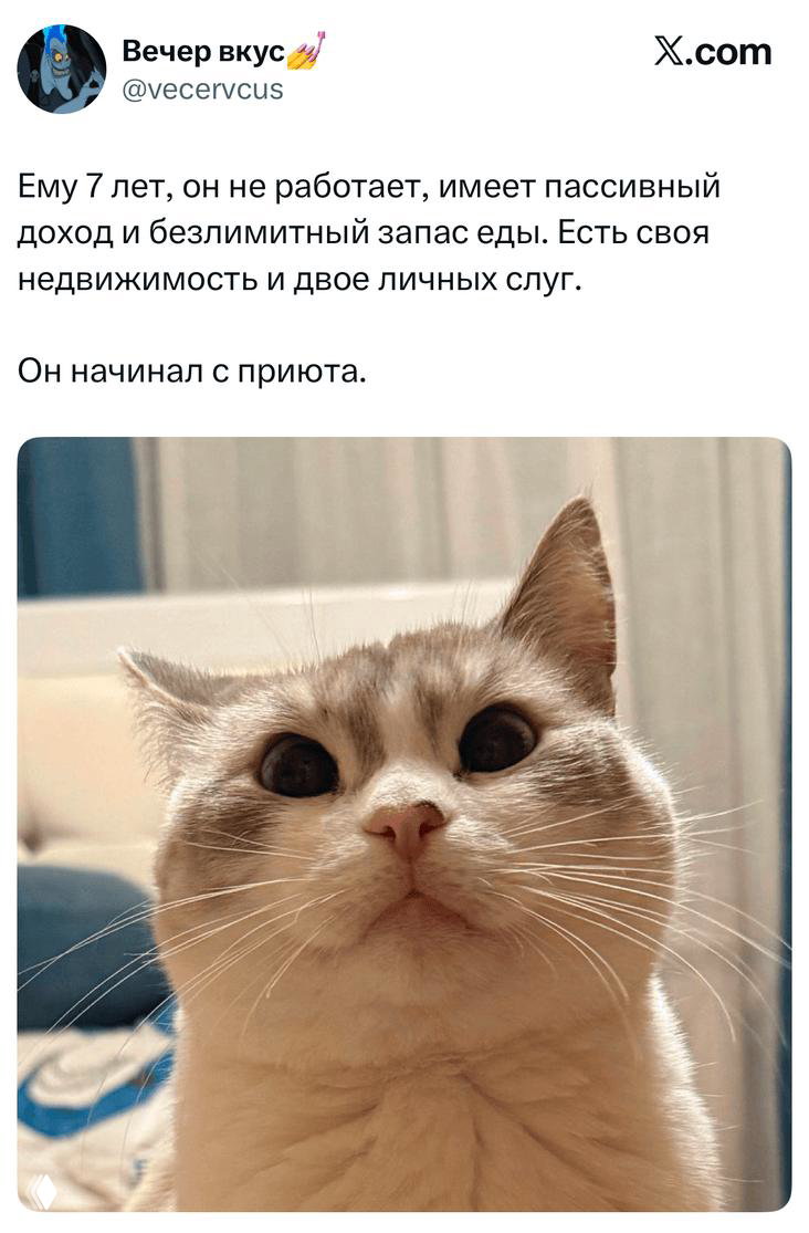 Крупный план мордочки бело-серого кота с круглыми глазами на фоне домашнего интерьера; фотография сопровождает один из твитов подборки.
