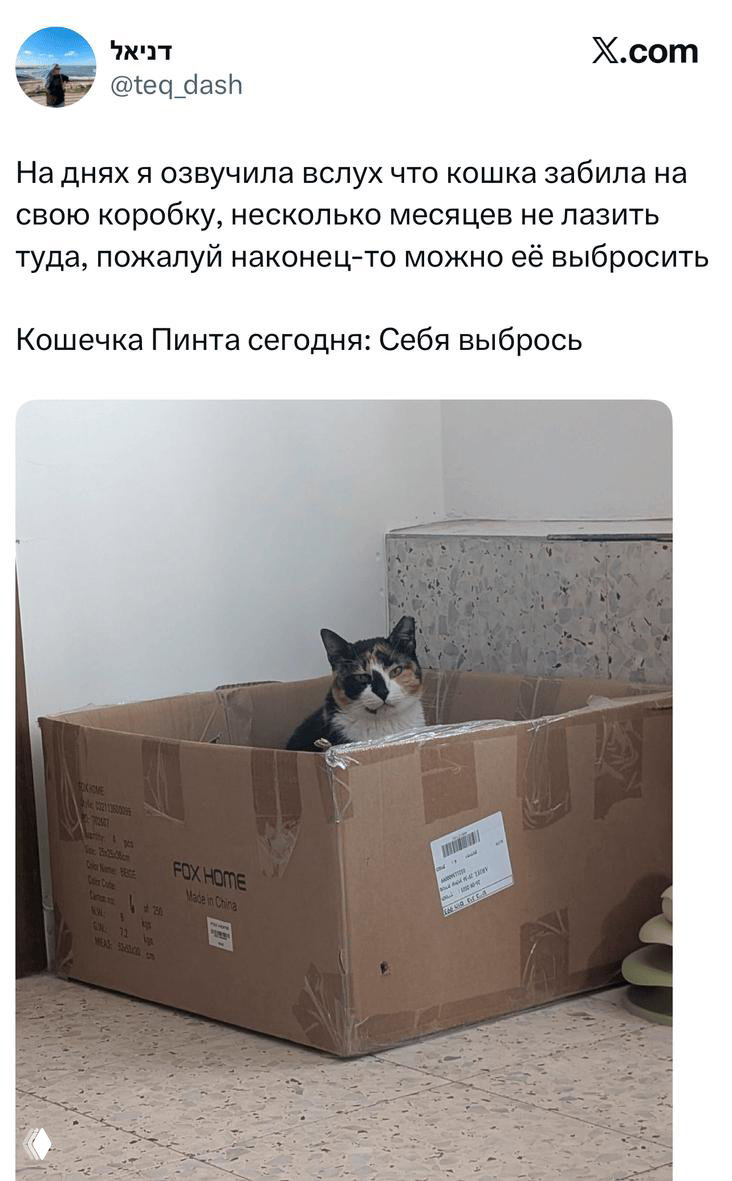 Фото кота, уютно устроившегося в большой картонной коробке; видна упаковочная коробка и пол, кот смотрит в камеру.