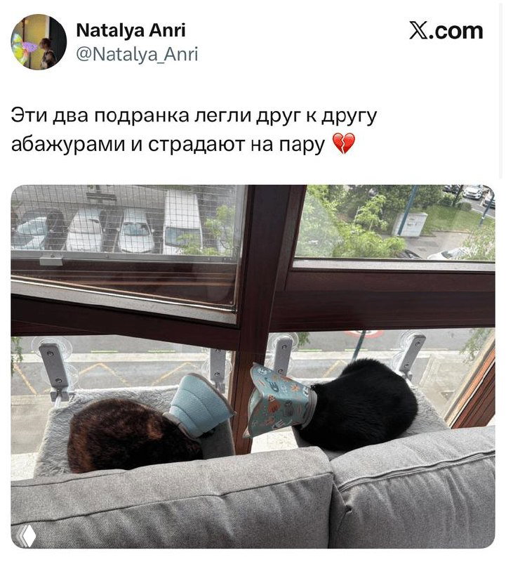 Фото двух кошек на подвесных лежанках у окна: обе в защитных воротниках, подпись твита говорит, что они «легли друг к другу абажурами» и страдают в паре.