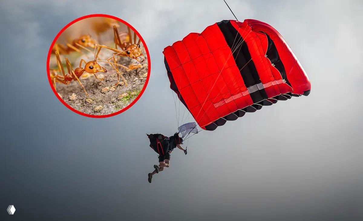 Джоан Мюррей: падение с 4400 м и выжила