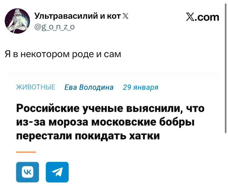 Скриншот твита о том, что московские бобры перестали покидать хатки из‑за мороза — короткая новость в оформлении X с заголовком и отсылкой к учёным.