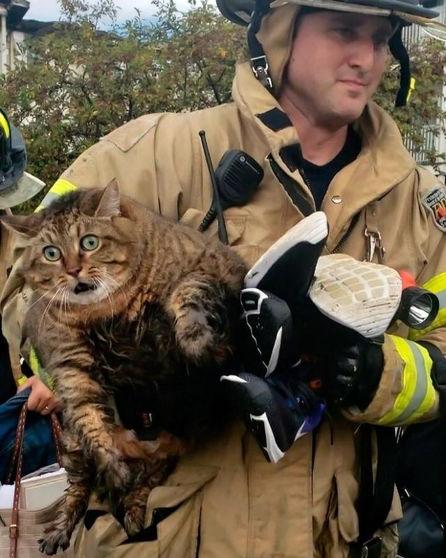 Смешные фотографии котов, которые мечтают о работе клоуна