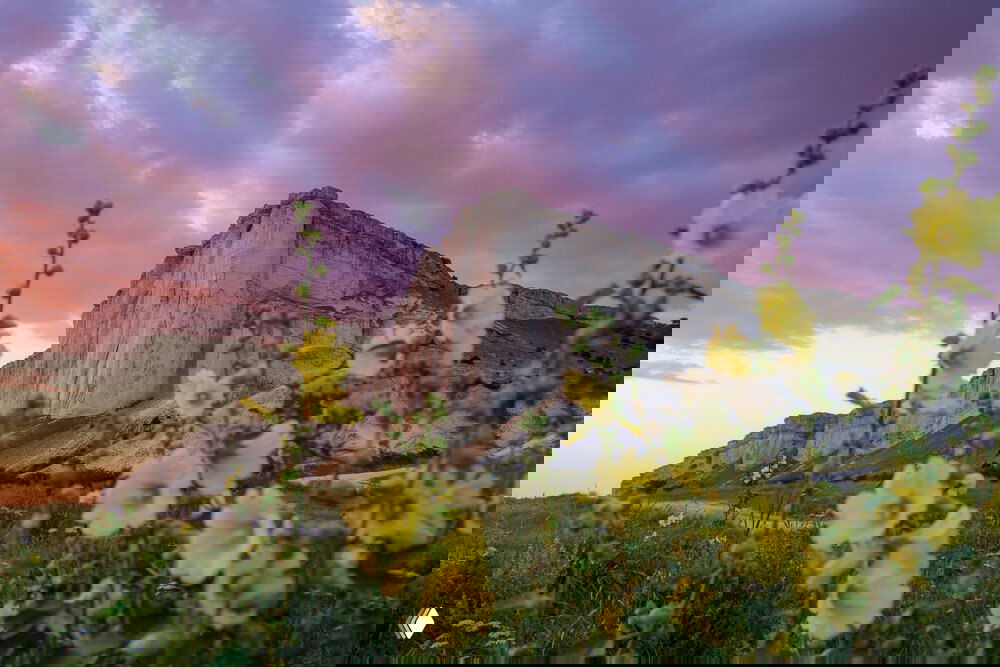 Поля с цветами и белая скала на фоне розового неба в Крыму — гармоничный пейзаж с флористическими акцентами на первом плане.