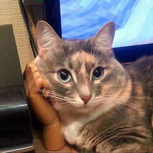 Крупный план кошки с выразительными глазами, рядом предметы быта и игрушечный телефон; фото подчёркивает характерную харизму и выразительность мордочки.