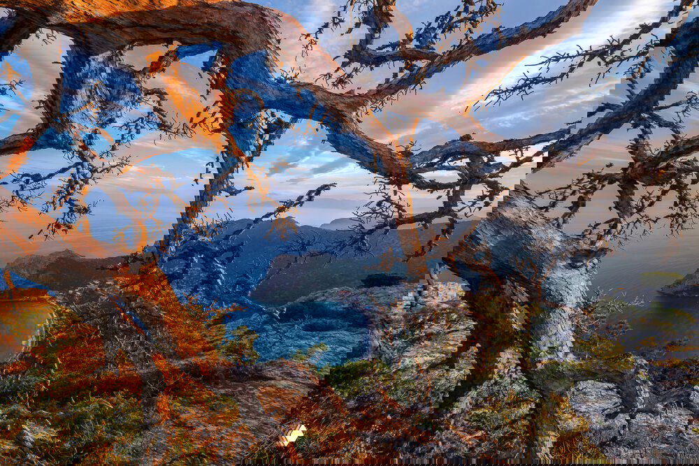 Вид на бухту и прибрежную деревню через ветвистые корявые ветви дерева на переднем плане — панорамный крымский вид.