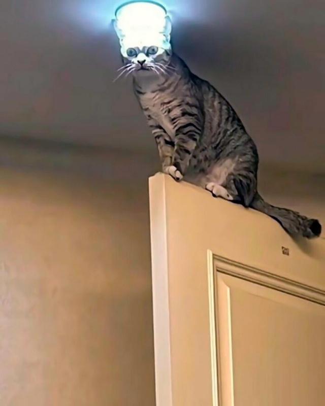 Кот стоит на верхней кромке двери под потолочным светильником, свет создаёт ореол вокруг головы — фотография с визуальным эффектом и комичной позой питомца.