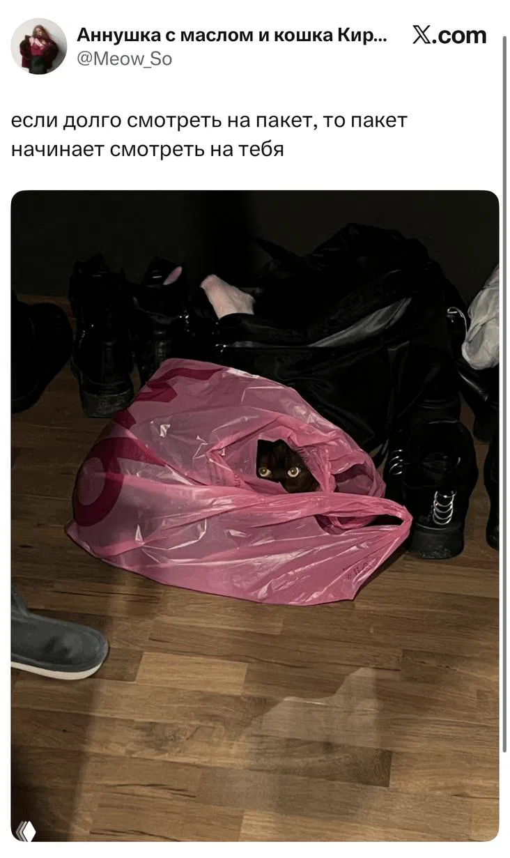 Самые смешные шутки вторника и «тыкать котами в экран»