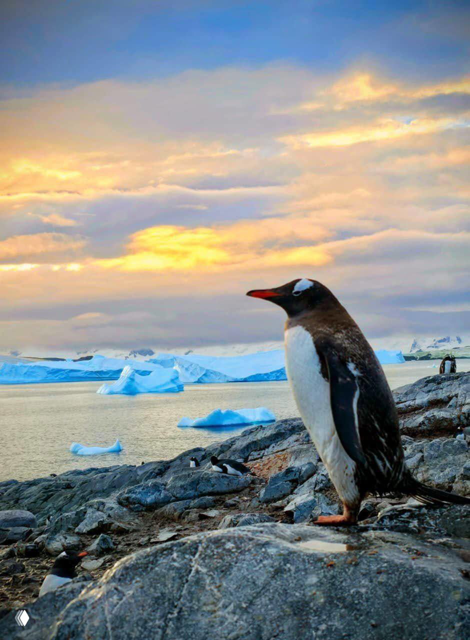 Пингвин стоит на каменистом берегу Антарктиды, на заднем плане айсберги и тёплые краски закатного неба над морем.