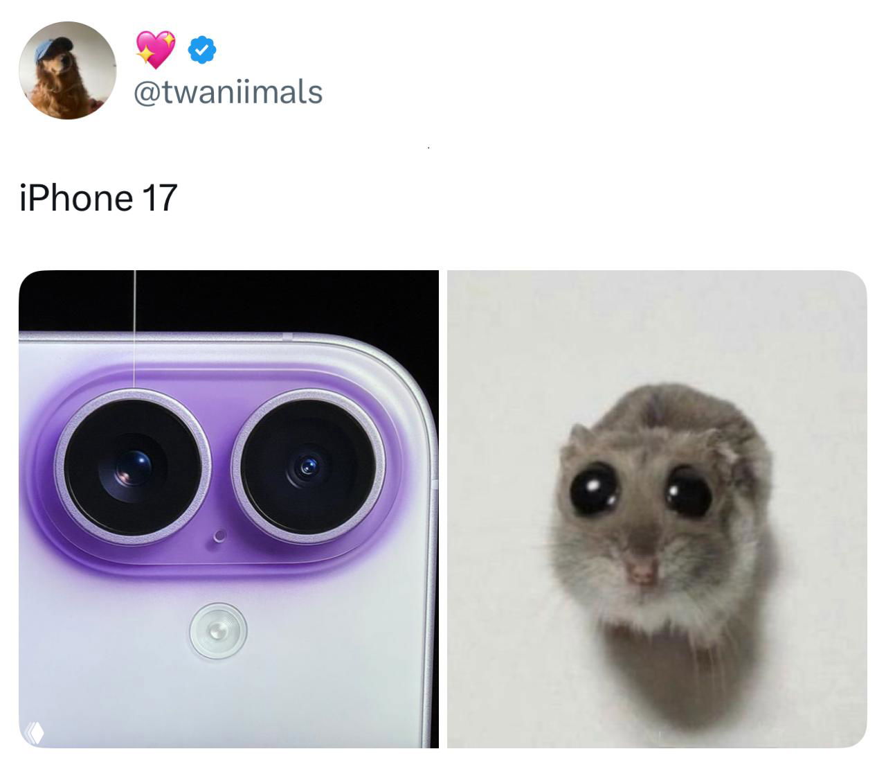 Коллаж: крупный план модульной камеры смартфона слева и фотография хомяка с большими глазами справа — юмористическое сравнение дизайна.