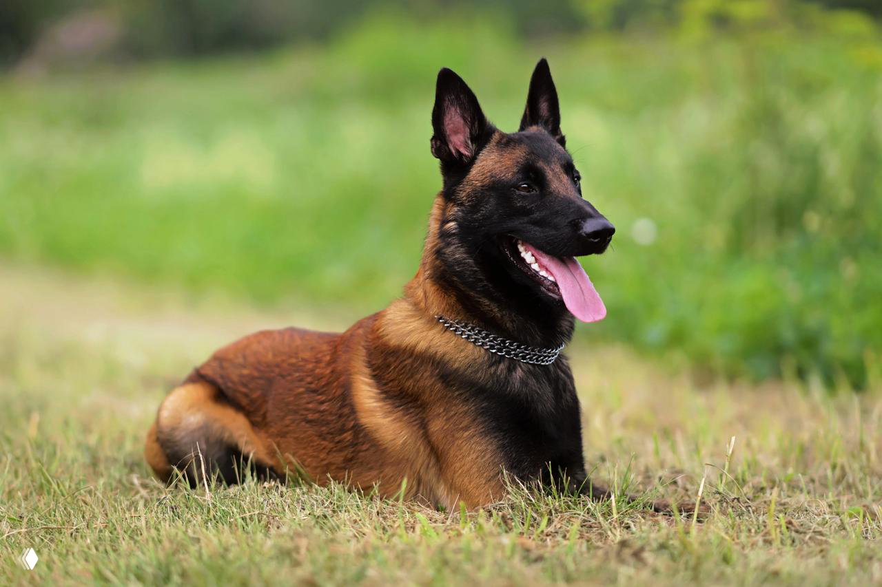 Топ‑3 пород собак — самые умные в мире