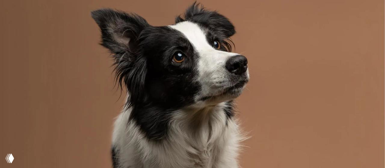 Портрет бордер-колли на однотонном фоне: выразительный взгляд, чёрно-белая морда и внимательная поза, демонстрирующая ум и собачью сосредоточенность.