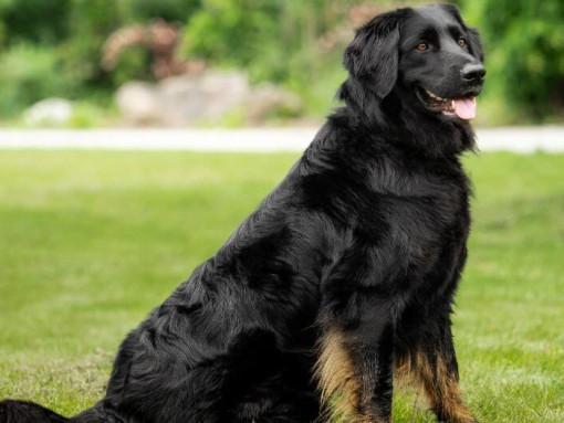 Немецкий ховаварт тёмного окраса сидит на газоне в парковой зоне, спокойная поза и внимательное выражение морды на фоне зелёной растительности.