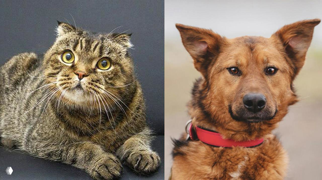 Котопёс недели: дружный пёс Анатолий и кот Марсель