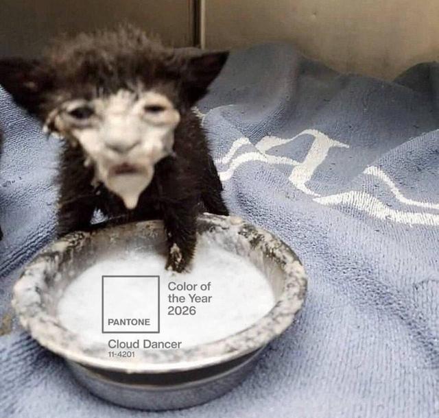 Мем с маленьким котёнком, испачканным в белой массе; в углу наложена метка Pantone Cloud Dancer — юмористическая интерпретация оттенка.