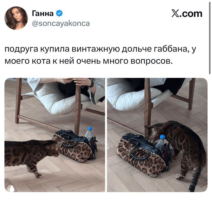 Фотоколлаж в твите: два кадра с кошкой, нюансы поведения питомца рядом с сумкой и подпись автора в оформлении X/Twitter.